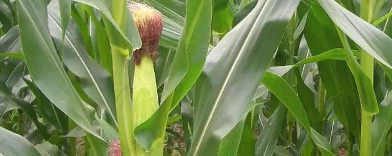 世珍玉米种子特征特性，每亩3500株左右种植密度的选择-会东网