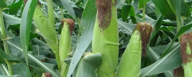 铁研818玉米品种有啥特性？中抗大斑病（1-5级）-会东网