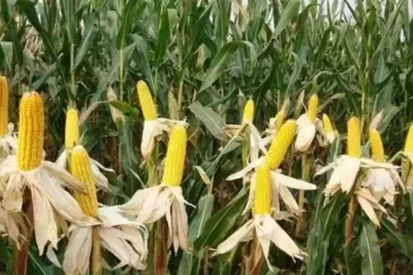 甜玉甜玉米品种介绍，注意防涝抗旱及病虫防治插图2