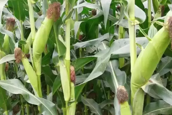 农泽999玉米种子有啥特点?防治虫害很重要插图1 农泽999玉米种子有啥特点?防治虫害很重要插图1