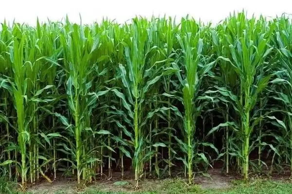 赛玉189玉米种子特征特性，3800株／亩种植密度的确定依据插图3
