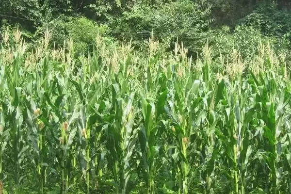 珍美糯888玉米种子有啥特征特性(珍美糯888玉米种子株型半紧)？插图2