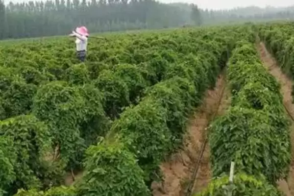 山药根腐病的症状，块茎先出现病斑至腐烂的症状分析插图2