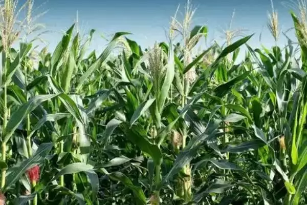 三北黑糯4号玉米种子简介，春播种植密度每亩4000株的选择依据插图3