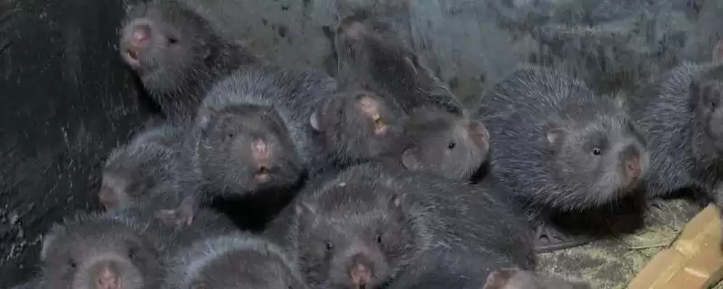 竹鼠怎么养殖(竹鼠养殖每天要按时投喂容易消化的饲料)？-会东网