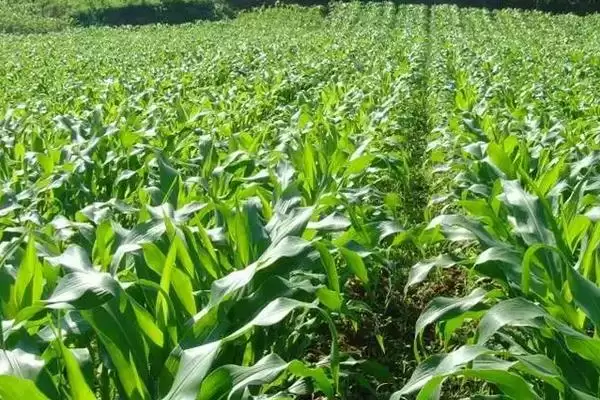 蓉美2号玉米种子介绍，防治丝黑穗病要点插图2