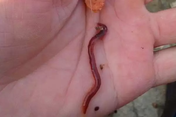 秋季能不能用蚯蚓钓鲤鱼，可以垂钓但注意打窝要点插图1