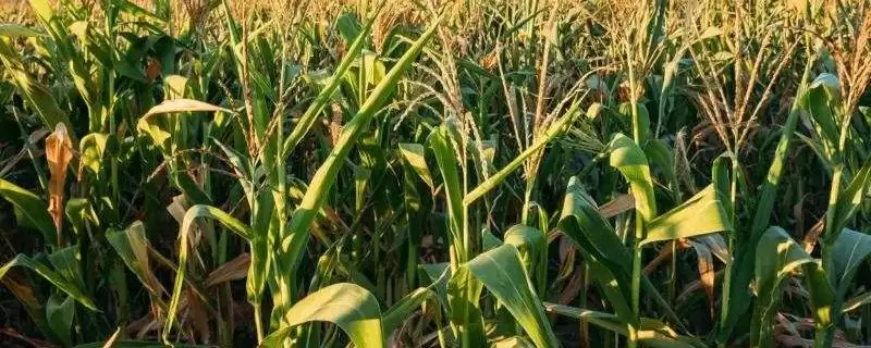 浙甜20玉米种啥情况(浙甜20玉米种每亩用有机肥1000千克)？-会东网