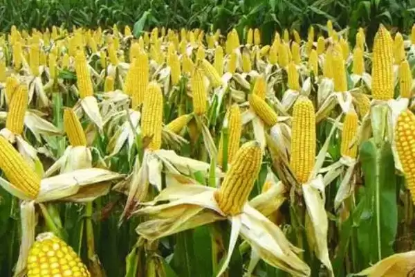 商玉968玉米品种简介，夏播生育期100天的生长周期插图2