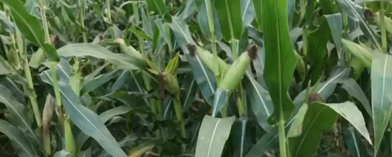 荣丰901玉米种子介绍,6月上中旬适宜播种期确定插图 荣丰901玉米种子介绍,6月上中旬适宜播种期确定插图