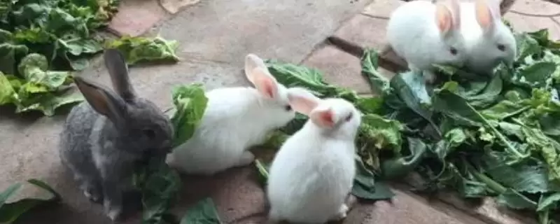 兔子可以吃什么食物？吃素食性食物的原因-会东网