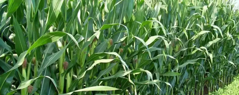 乾丰689玉米品种简介，每亩4500株种植密度的确定依据-会东网