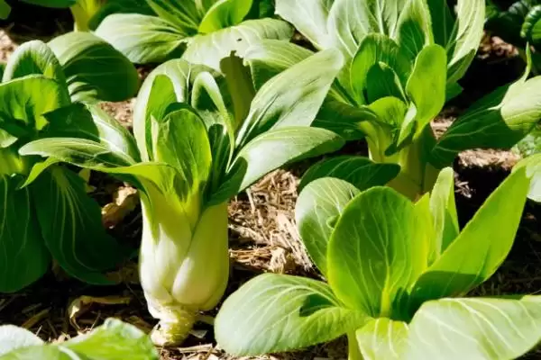 植物分为哪两个大类(植物分为种子植物和孢子植物)？插图4