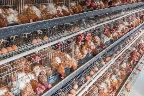 如何提高蛋鸡的产蛋率，饲料中添加营养要点插图2