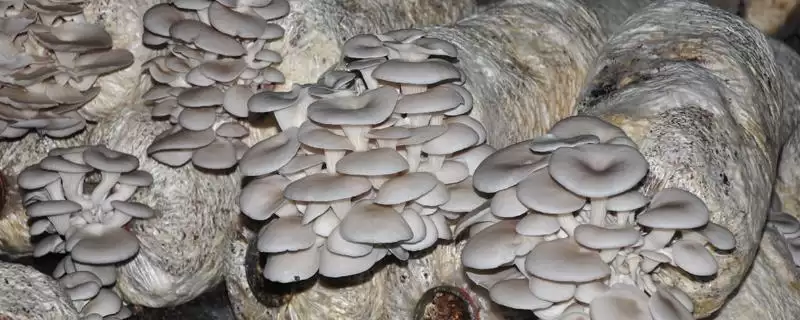 平菇如何种植才能丰产，选对优质高产品种的要点-会东网