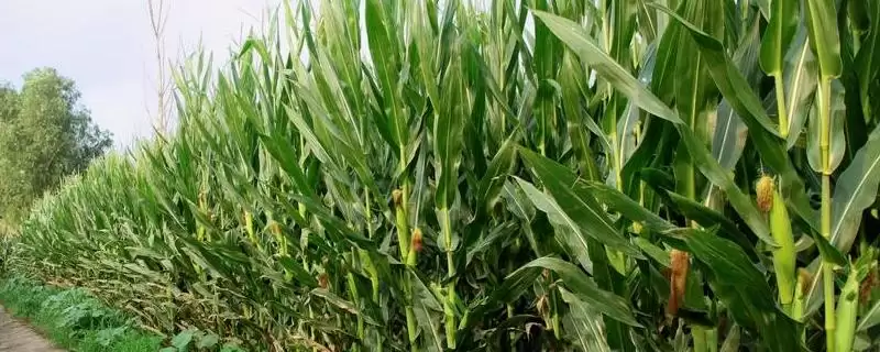 瑞禾白糯80玉米种子特征特性，抗旱排涝和防治病虫害要点-会东网