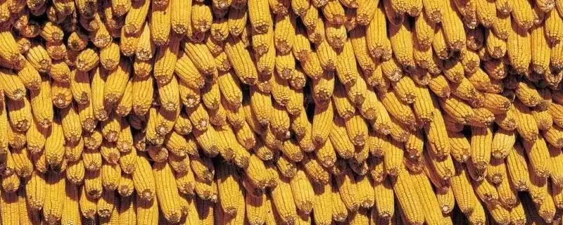 石丰糯2号(试验名称:石白糯2号)玉米品种简介,高抗弯孢霉叶斑病的抗病能力-会东网