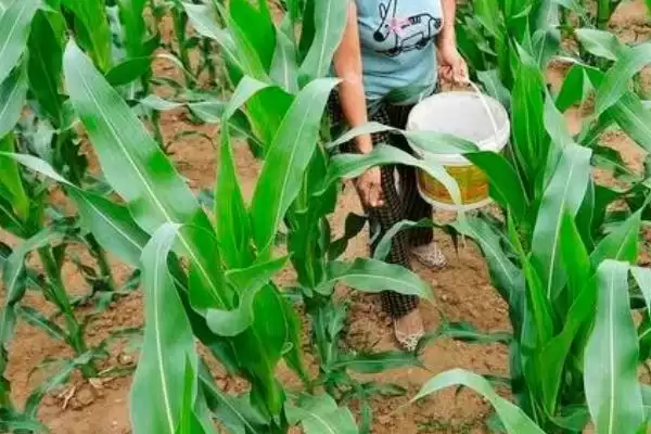 玉米大喇叭口期可以喷施云苔素和磷酸二氢钾吗(玉米大喇叭口期能否喷施云苔素和磷酸二氢钾)？插图3