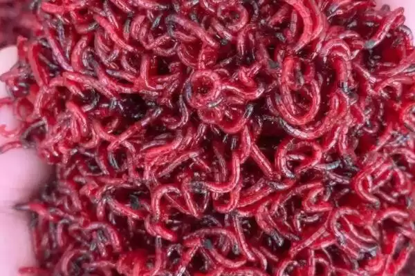 夏钓用蚯蚓还是红虫及二者使用要点？插图2