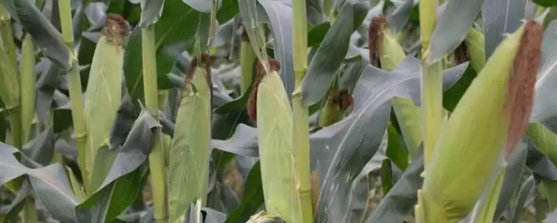 秦鑫2238玉米种子简介，生育期123天的生长周期-会东网