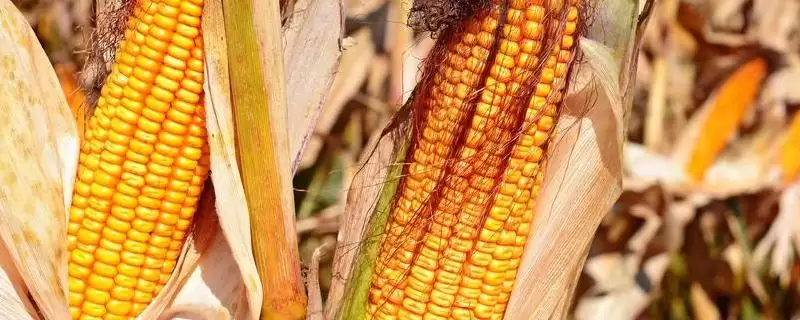 中科487玉米种子有啥特点(中科487玉米种子适宜密度为每亩4500株左右)?插图 中科487玉米种子有啥特点(中科487玉米种子适宜密度为每亩4500株左右)?插图
