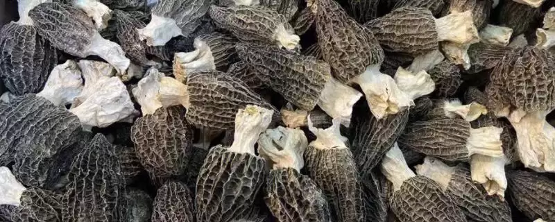 室内脱袋种植羊肚菌的方法，排列菌棒后喷水覆叶的要点-会东网