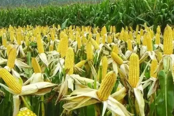 雅白玉89玉米种子特点及中抗纹枯病情况？插图2
