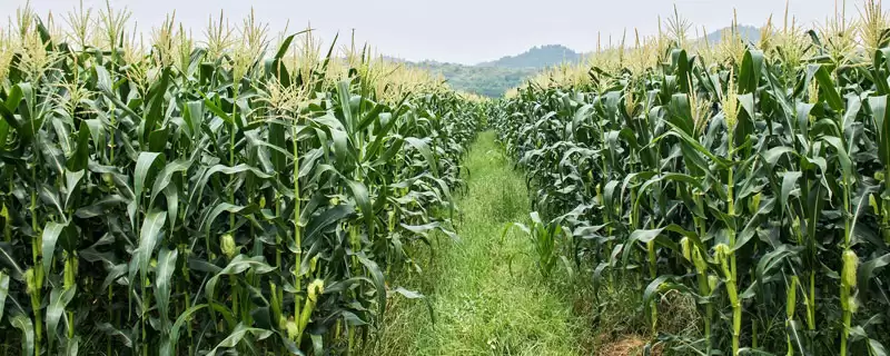 涛玉616玉米品种介绍，云南种植密度4000株要点-会东网