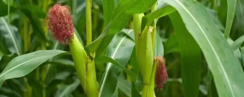润民369玉米品种特性，4月下旬至5月上旬适宜播期确定-会东网