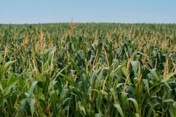 群玉一号玉米种子介绍,中抗锈病能力展现插图2 群玉一号玉米种子介绍,中抗锈病能力展现插图2