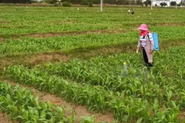 荣丰901玉米种子介绍,6月上中旬适宜播种期确定插图3 荣丰901玉米种子介绍,6月上中旬适宜播种期确定插图3