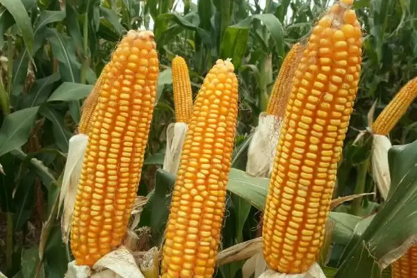 万丰238玉米品种介绍，适宜播期为6月5-20日插图3