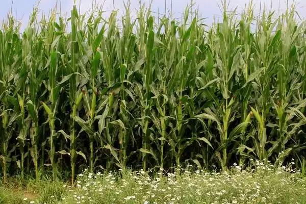 盛衍617玉米种子特点，每亩适宜种植密度4000株的选择依据插图3