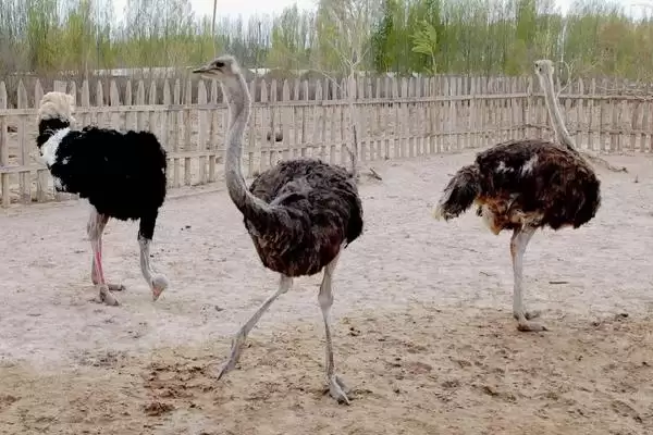 鸵鸟的养殖成本与利润如何？利润高风险也高插图2