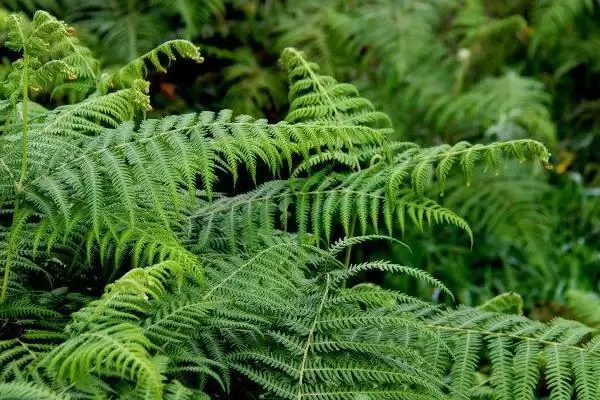 植物分为哪两个大类(植物分为种子植物和孢子植物)？插图3