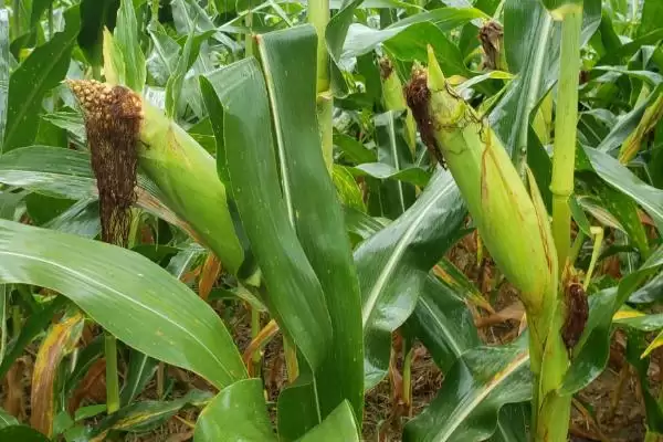 中单168玉米种子有啥特点(中单168玉米种子适宜播种期4月上旬至5月上旬)？插图2