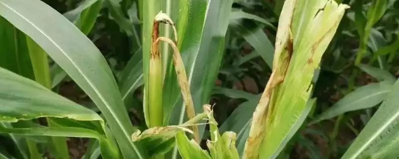 天育188玉米种子介绍，中抗灰斑病的优势-会东网