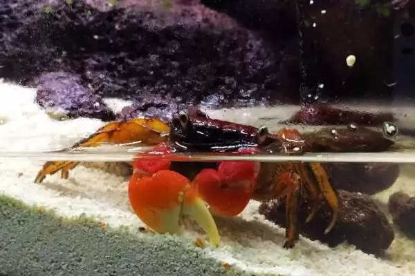 如何饲养小溪里抓的螃蟹，4-5天换一次水饲养要点插图2