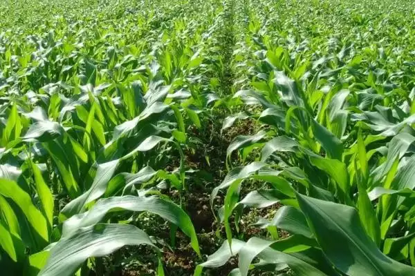 鹏诚588玉米种子介绍,种植密度为啥不宜过大插图3 鹏诚588玉米种子介绍,种植密度为啥不宜过大插图3