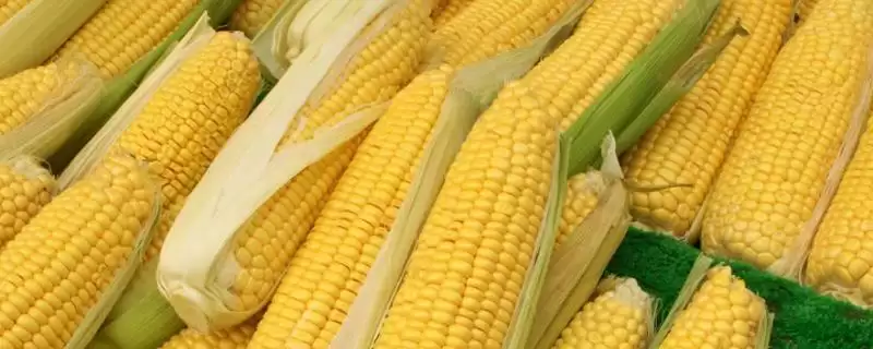 申科爆2号玉米种子简介，夏播生育期102天的生长周期-会东网
