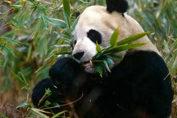 熊猫吃的竹子品种:刺竹等人工饲养常吃品种要点?插图1 熊猫吃的竹子品种:刺竹等人工饲养常吃品种要点?插图1