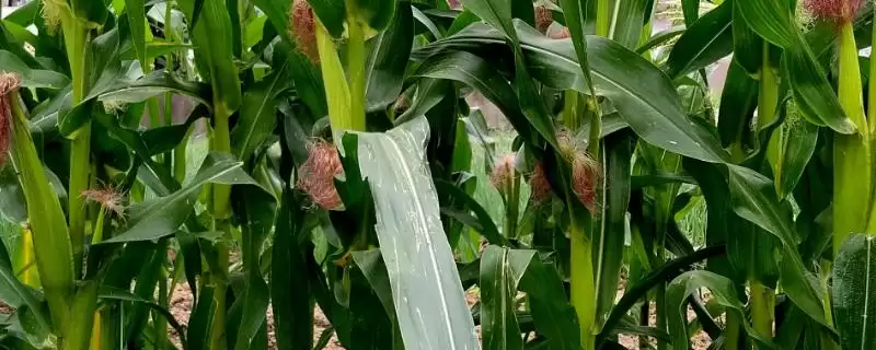 胜美538玉米种子介绍，中抗茎腐病的抗病能力-会东网