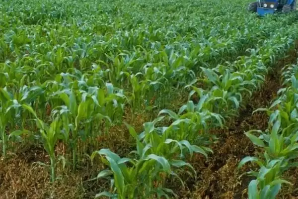 同玉11玉米种子介绍,3-4月中旬播种要点插图3 同玉11玉米种子介绍,3-4月中旬播种要点插图3