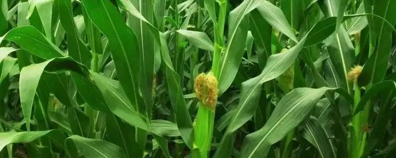 启程168玉米品种特性，中抗穗腐病的能力展现-会东网