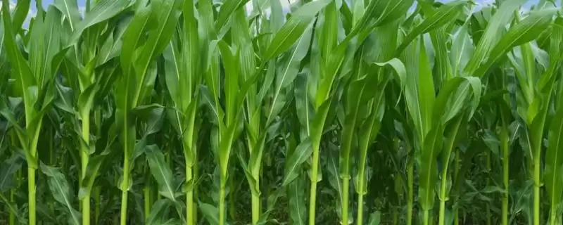 双惠90玉米种子简介，4月下旬至5月适宜播期的确定-会东网