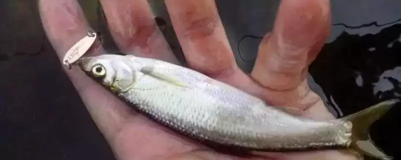 七星钩钓白条鱼如何快速上鱼，抛投线组吸引鱼儿的要点-会东网