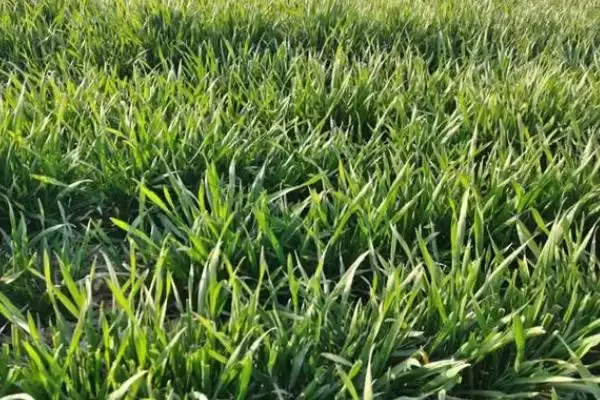 小麦返青期管理注意事项及浇水施肥要点？插图3