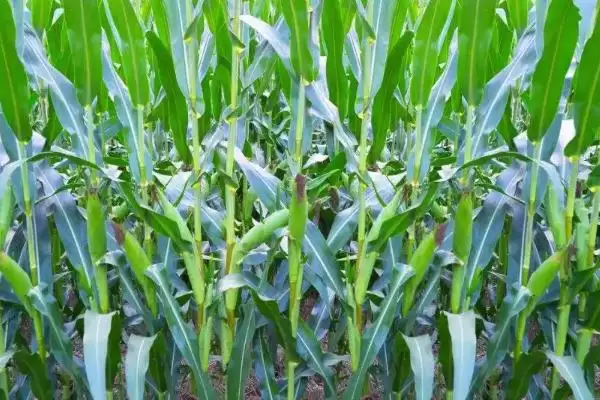 黔9618玉米种简介，注意喷淋心叶防治的要点插图1