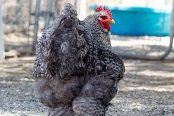 婆罗门鸡能长多少斤，公鸡能长到12斤左右的生长特点插图3
