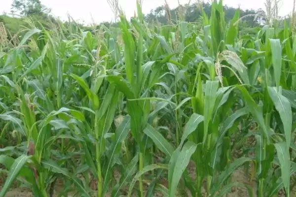 瑞华968玉米种子特点，纯氮每亩20-25公斤施肥要点插图2